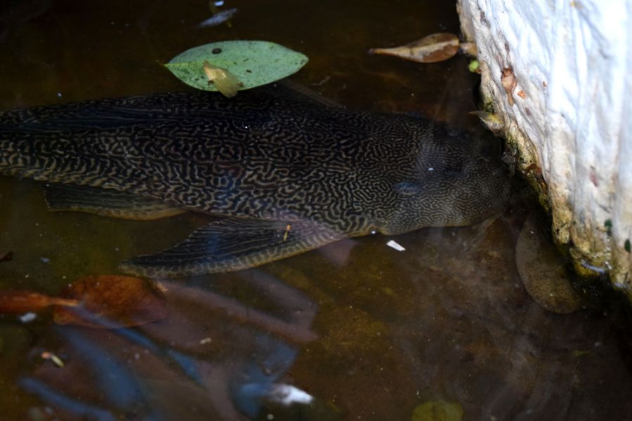 Common Pleco in a Pond