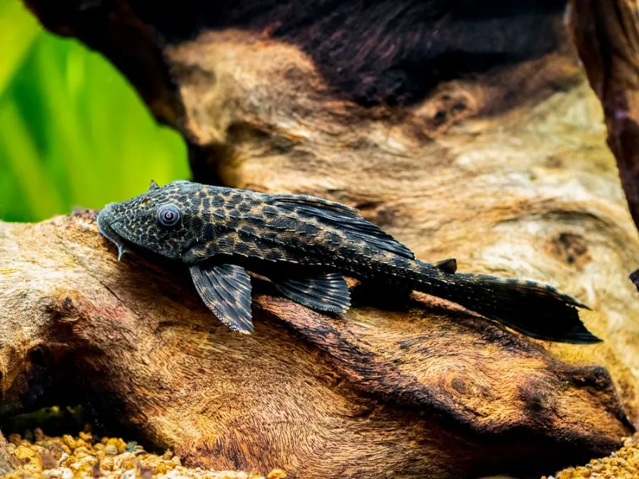 Common Pleco on Driftwood in a Freshwater Tank