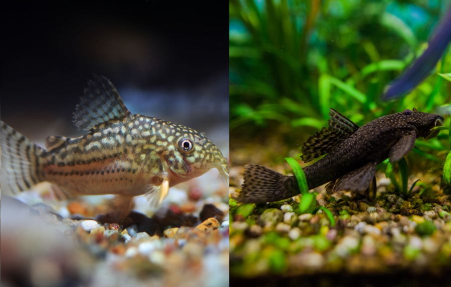 Cory Catfish vs Pleco
