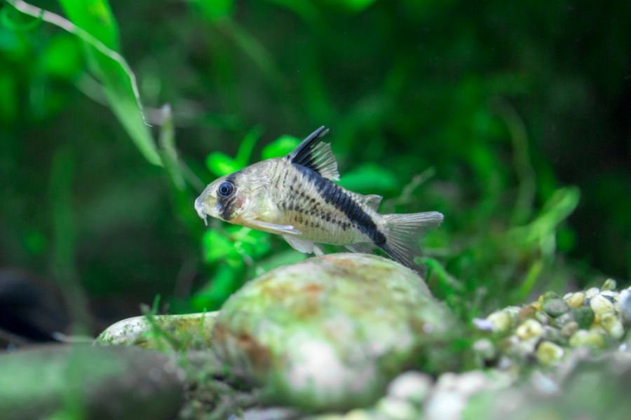 False Bandit Cory Near Rocks in Planted Tank