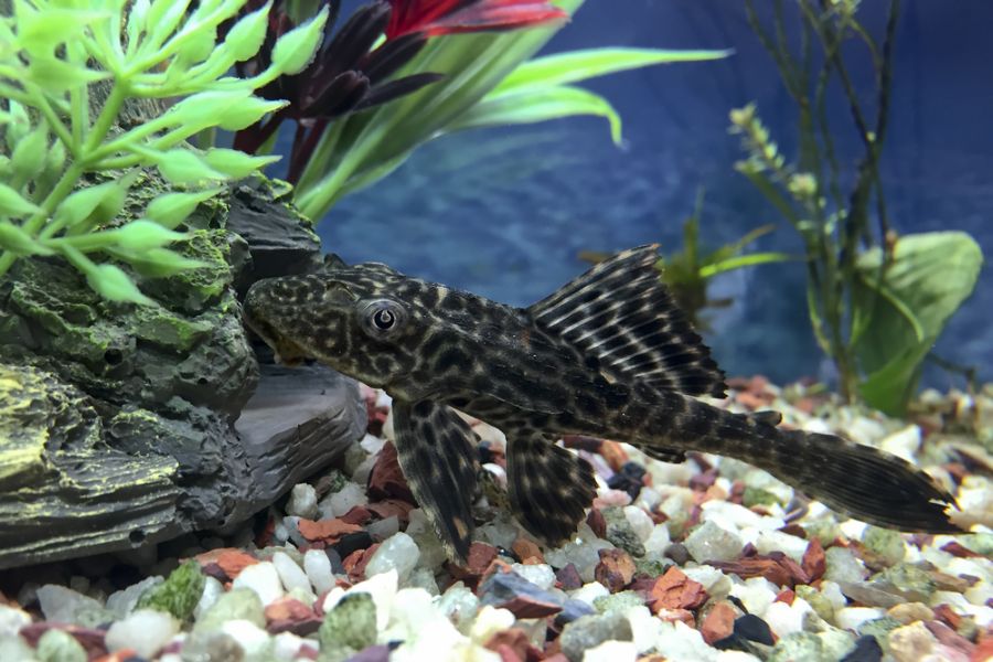 Hypostomus Plecostomus Checking Rocks and Wood for Food