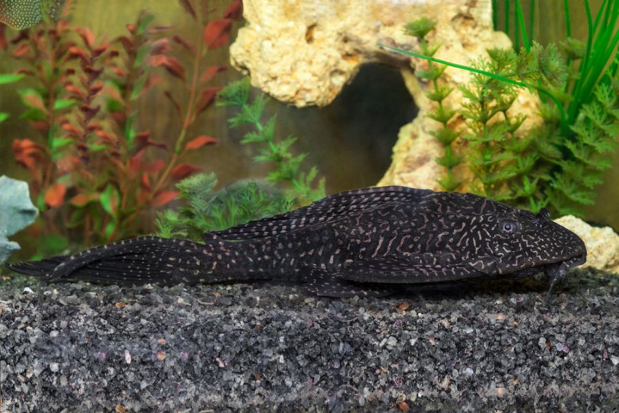 Hypostomus Plecostomus Resting on Basalt Soil Crumbs
