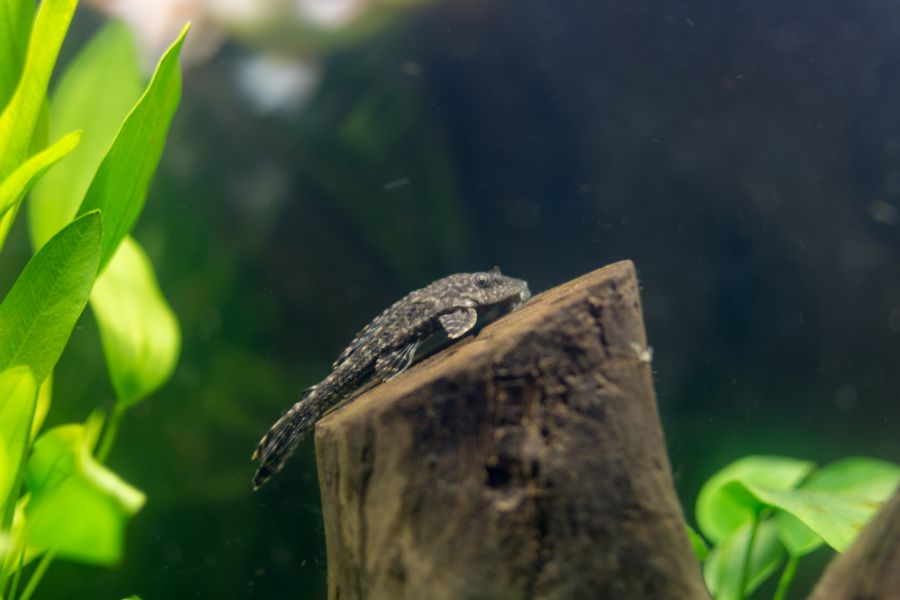 Leopard Plecostomus Resting on a Piece of Wood