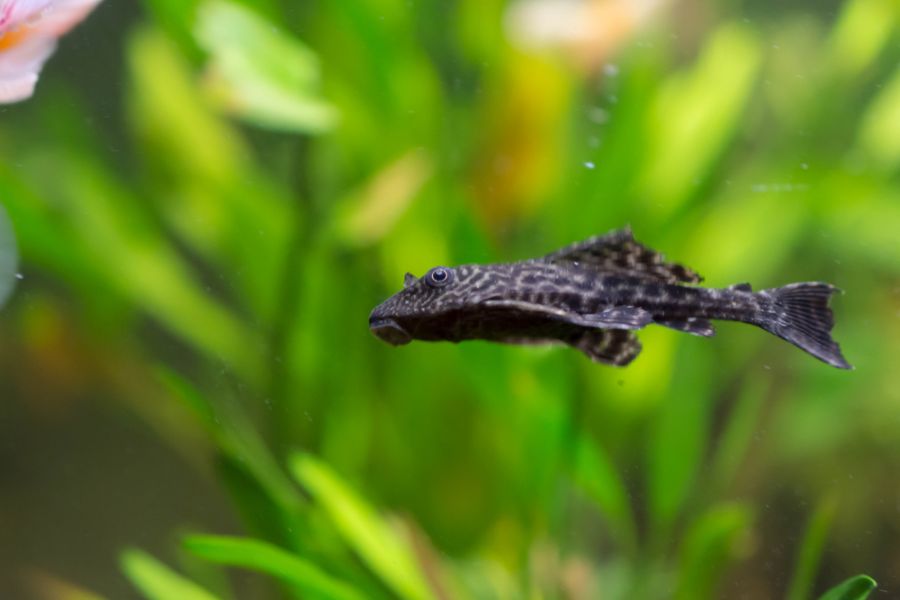 Leopard Plecostomus Swimming in Planted Tank