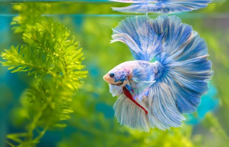 Breathtaking Can Plecostomus Live With Bettas Background for Desktop Breathtaking Can Plecostomus Live With Bettas Background for Desktop