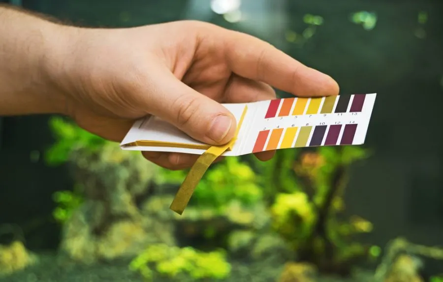 Man Holding PH Tests for Freshwater Aquarium