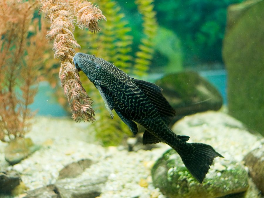 Pleco Feeding on Algae on Plastic Plant