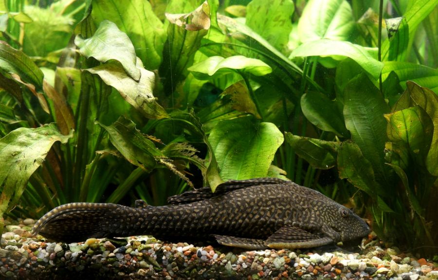 Pleco Resting Next to Aquarium Plants