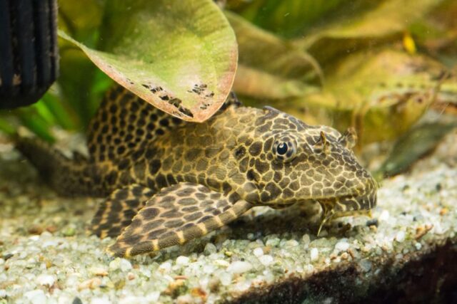 Why is My Pleco Hiding? (3 Common Reasons) - Avid Aquarist