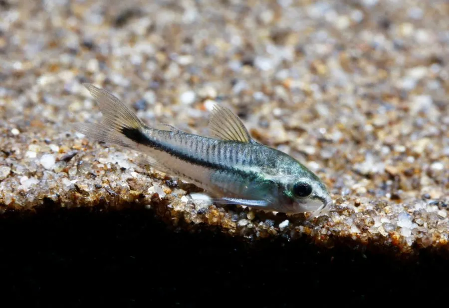 Pygmy Cory Resting at Bottom of Tank