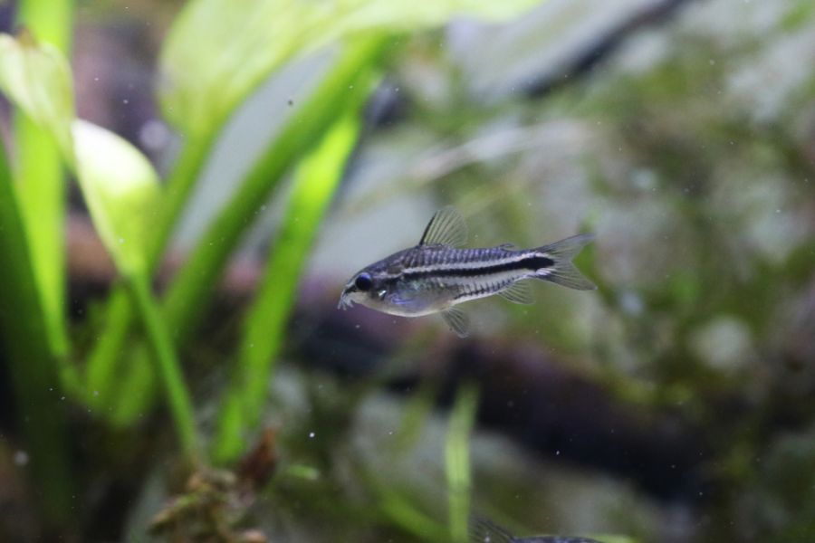 Pygmy Cory Swimming in Freshwater Tank