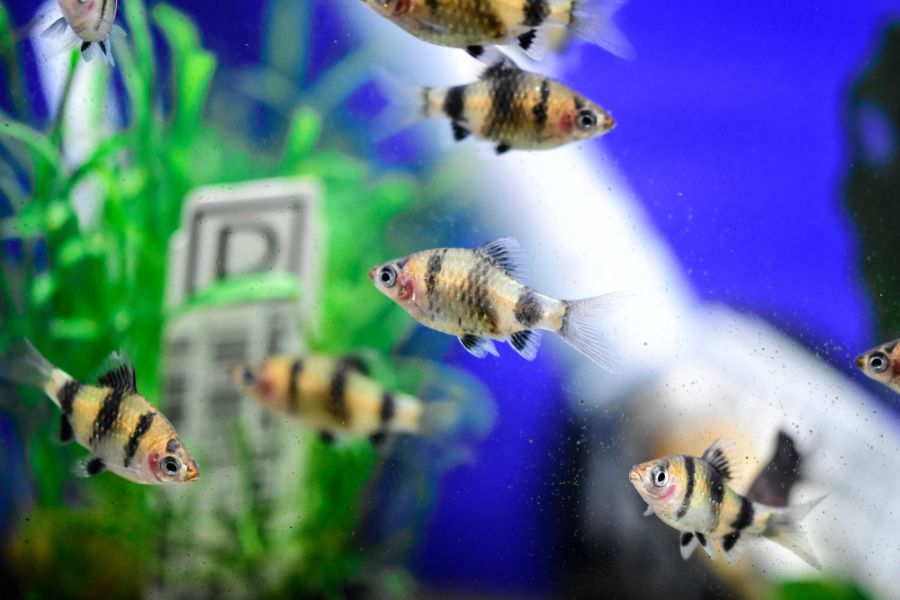 Several Tiger Barbs in Aquarium With Faded Colors