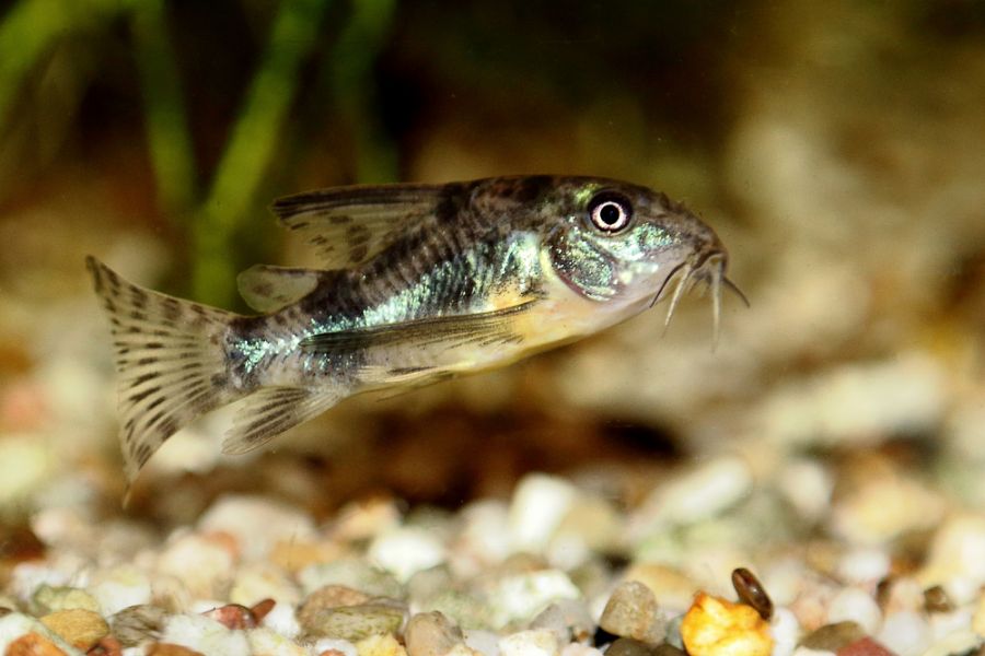 Small Peppered Cory Catfish Swimming in Tank
