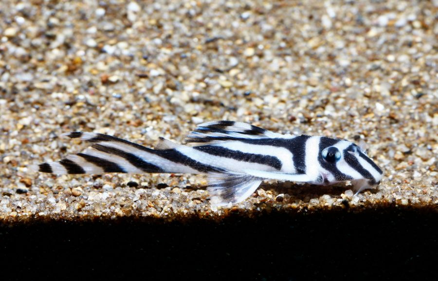 Zebra Pleco Resting on Gravel Substrate in Aquarium