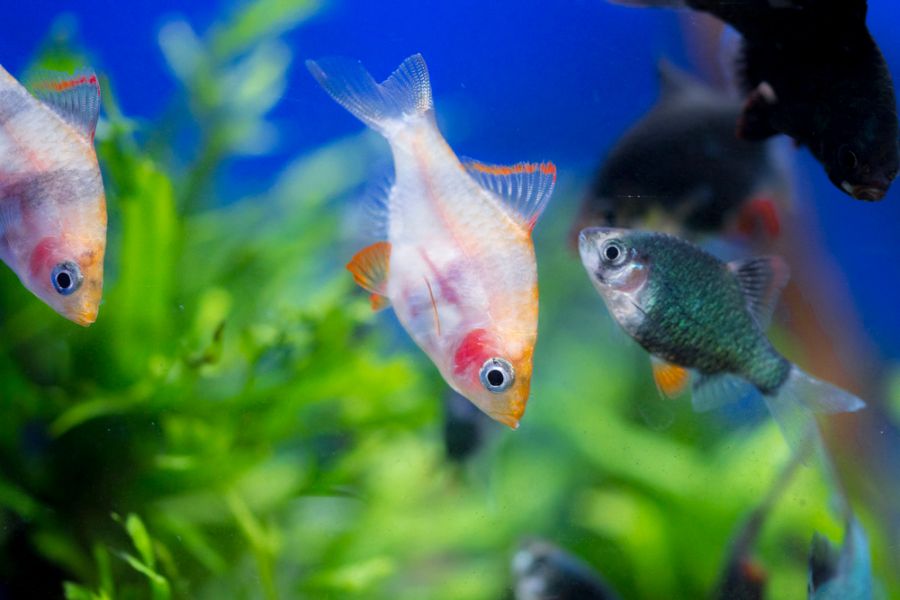 Albino Tiger Barb Pointed Toward the Bottom of the Tank