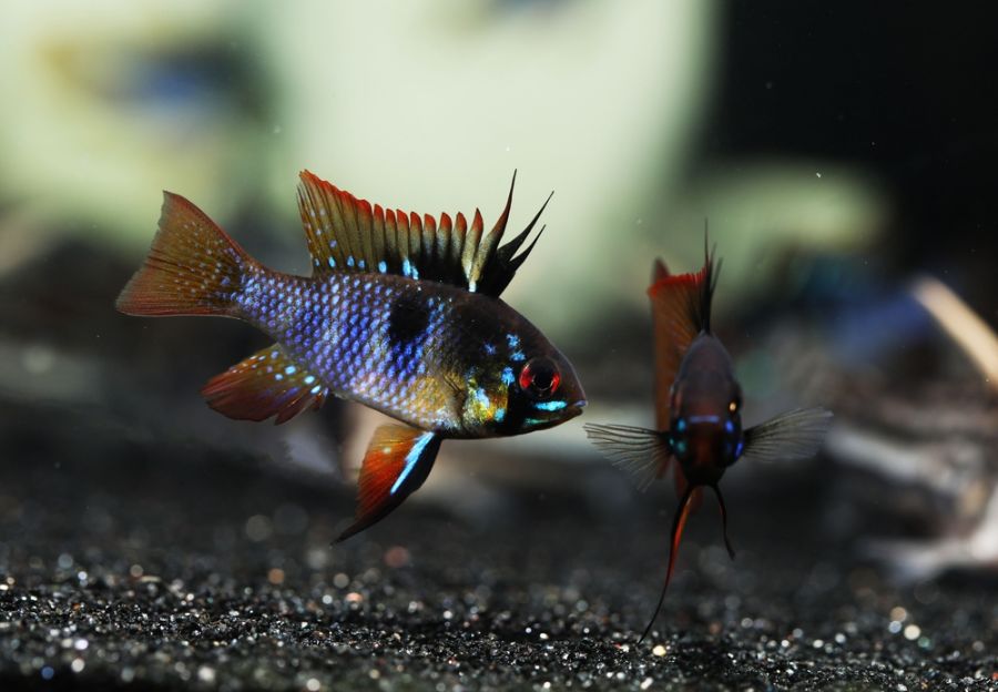 Black Ram Cichlids Preparing to Fight Each Other