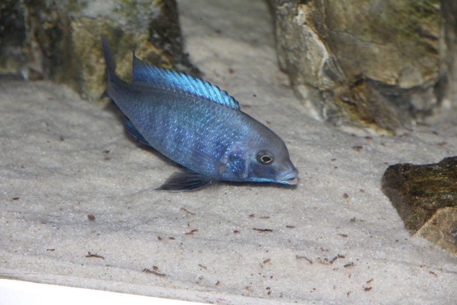 Blue Dolphin Cichlid Against Sand at Bottom of Tank