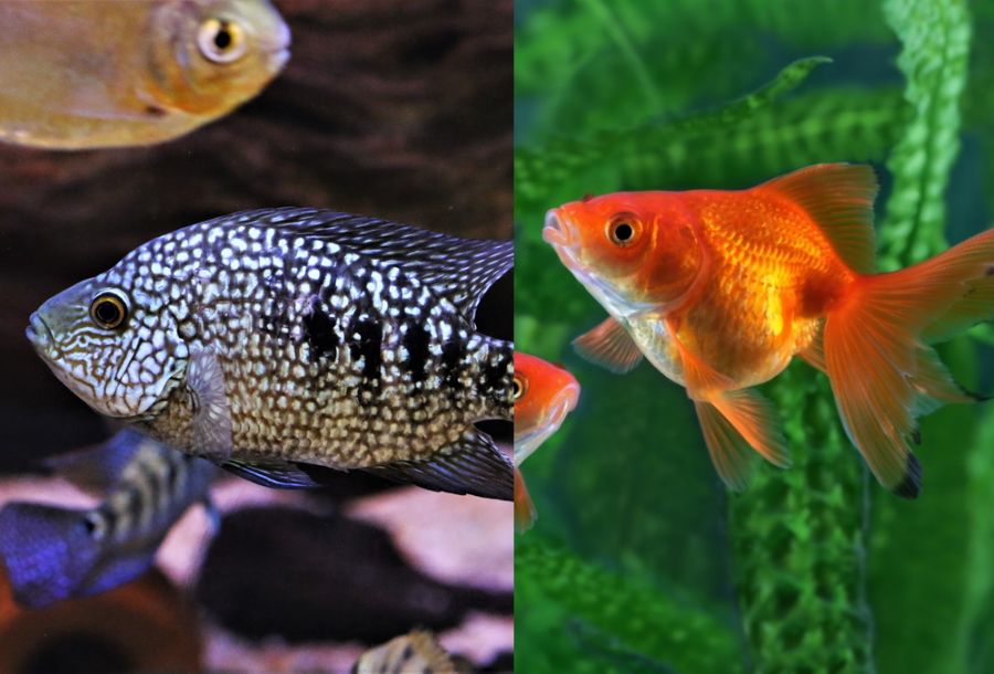 Cichlid vs Goldfish