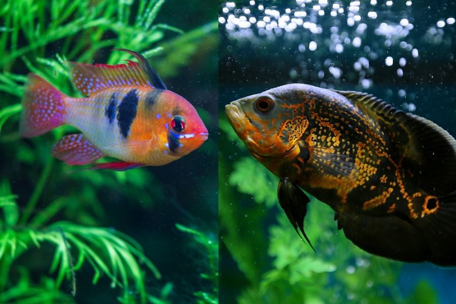 Cichlid vs Oscar