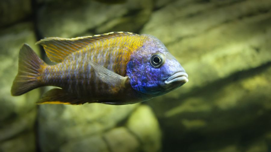 Closeup of a Blue and Yellow Zebra Cichlid