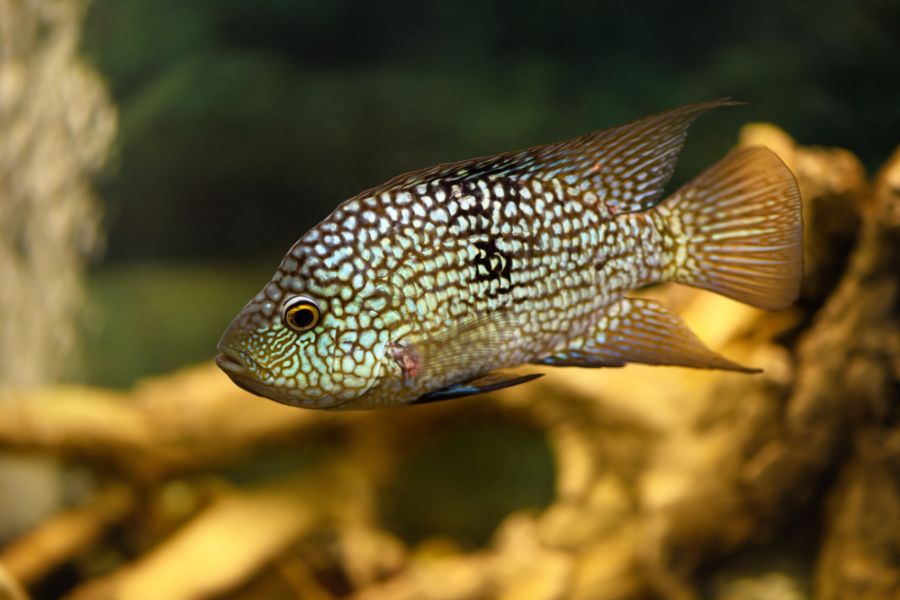 Diamond Cichlasoma Swimming With Driftwood in Background