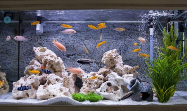 Cichlid Care 101 (A Simple Guide for Beginners) - Avid Aquarist