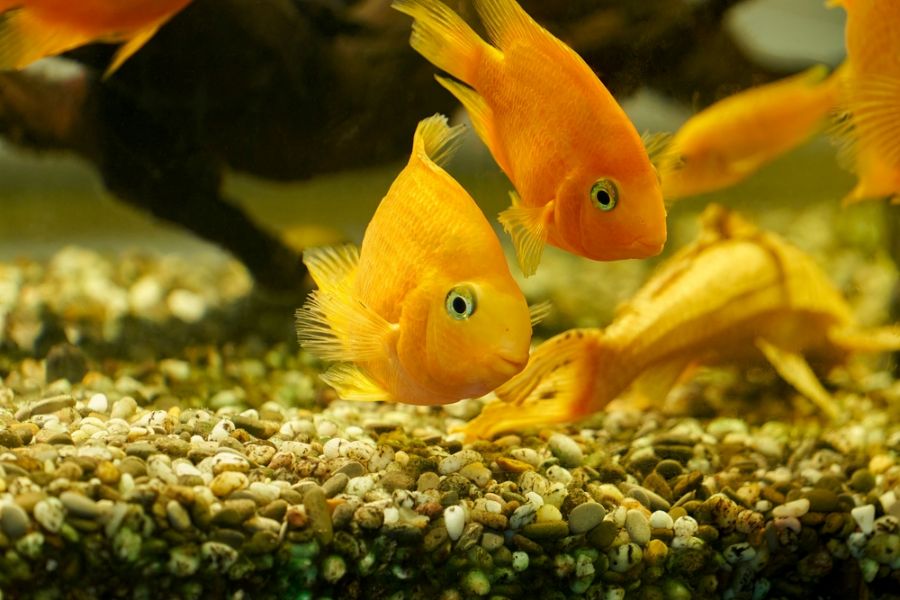 Group of Bright Parrot Cichlids Swimming at Bottom of Tank
