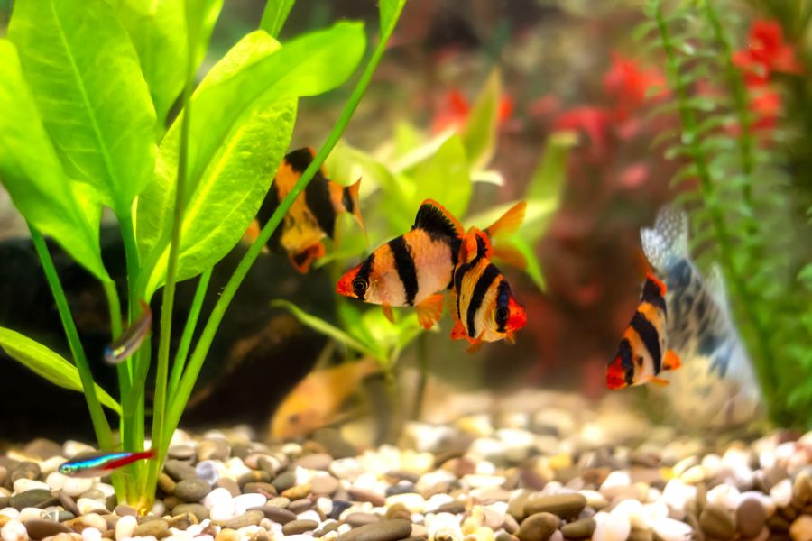 Group of Tiger Barbs in a Community Tank