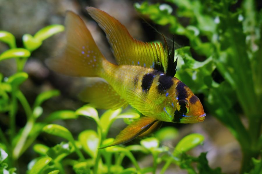 Juvenile Ramirez's Dwarf Cichlid Swimming in Planted Tank
