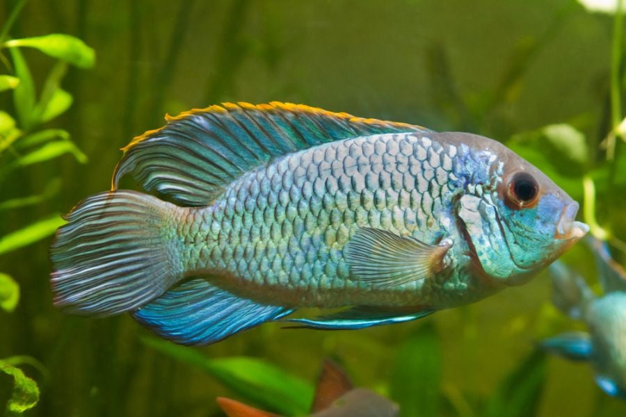 Neon Blue Cichlid in a Planted Tank