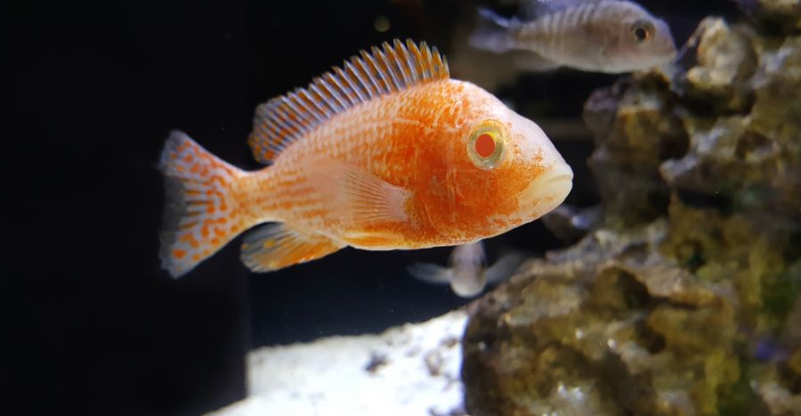 Orange Peacock Cichlid Swimming in Freshwater Tank
