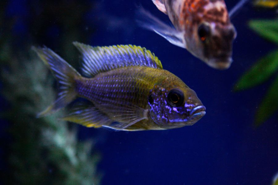 Peacock Cichlid in Community Tank