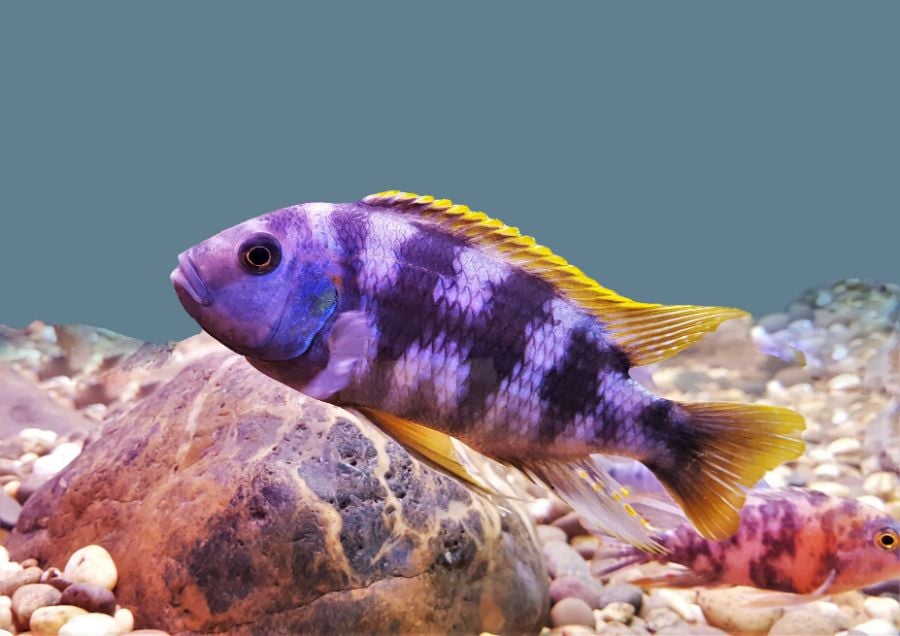 Purple and Yellow Cichlid Swimming Near Rocks