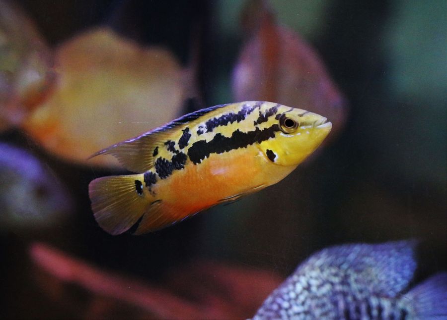 Salvin's Cichlid Swimming in Aquarium