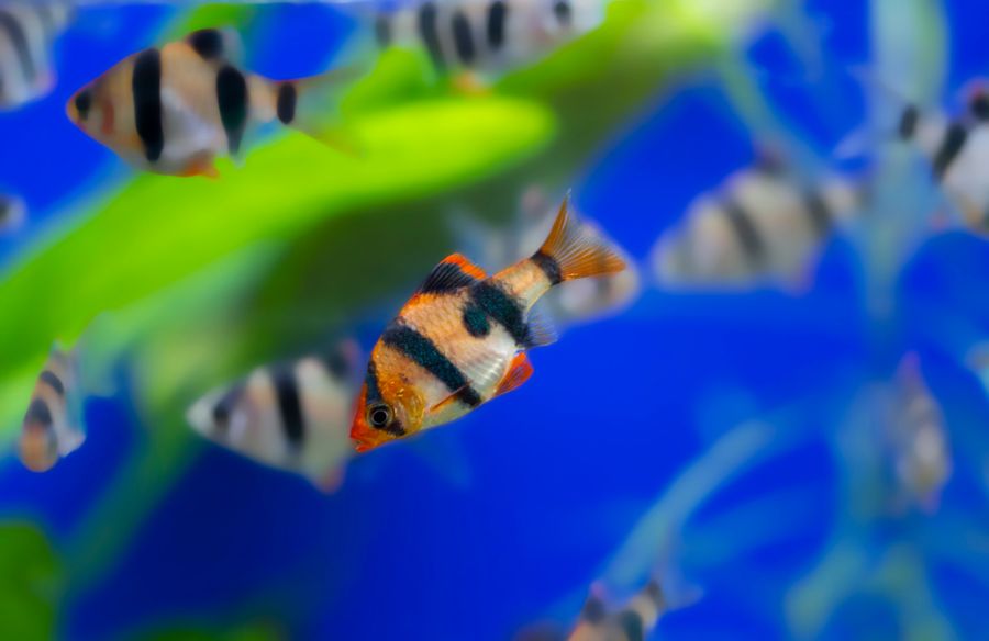 Several Tiger Barbs Against a Blue Background