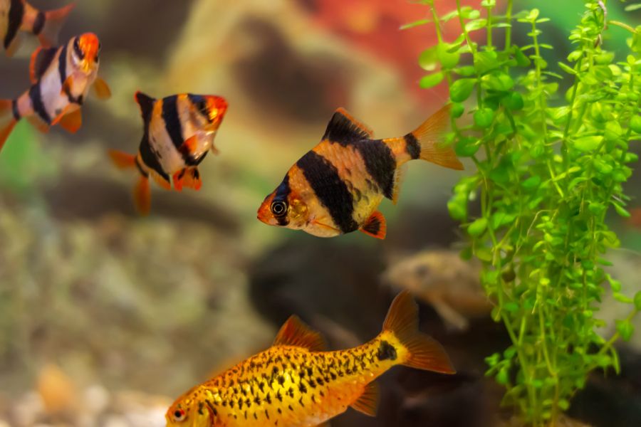 Several Tiger Barbs in a Community Tank
