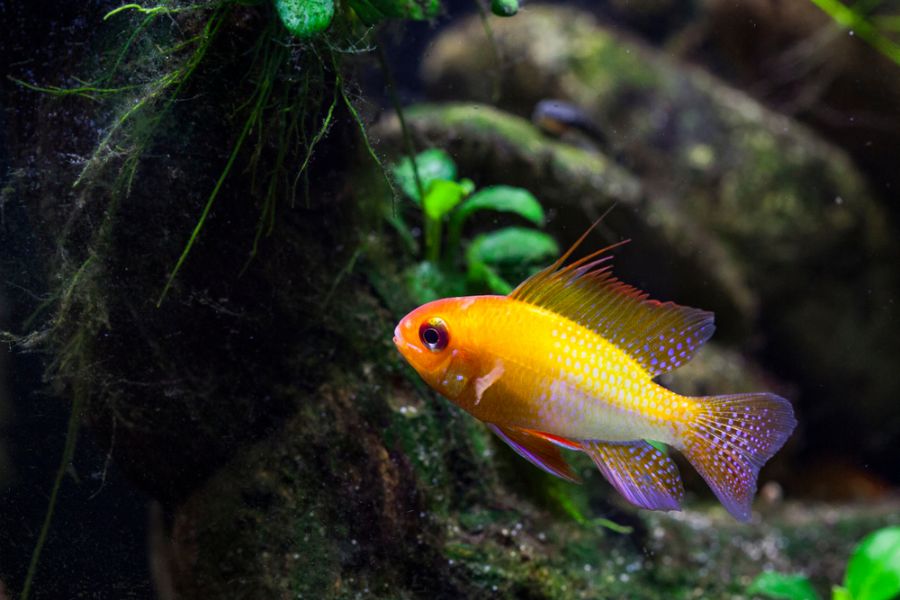 South American Dwarf Cichlid in a Planted Tank