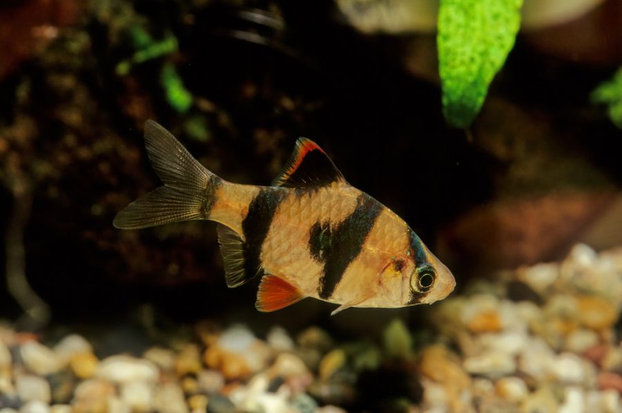 Tiger Barb Swimming in Freshwater Tank