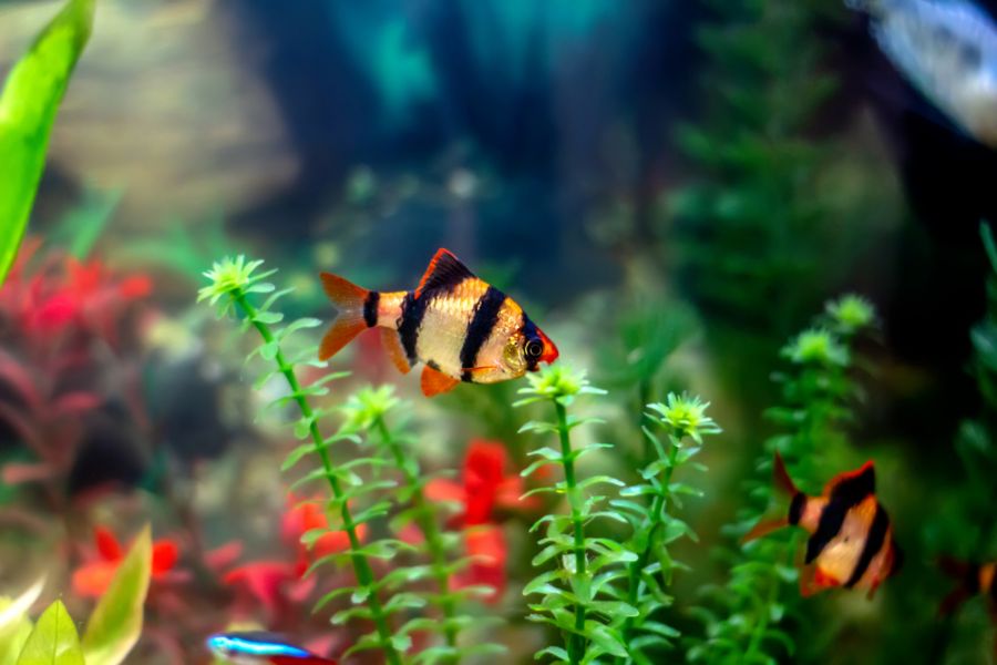 Tiger Barbs Swimming in a Home Aquarium