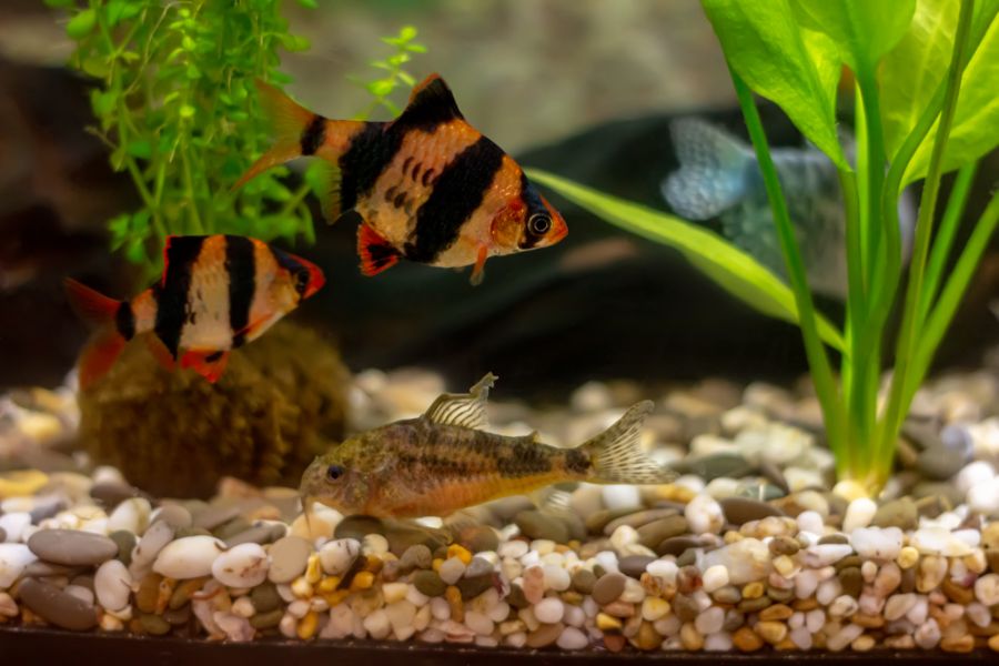 Tiger Barbs and Others in a Planted Aquarium