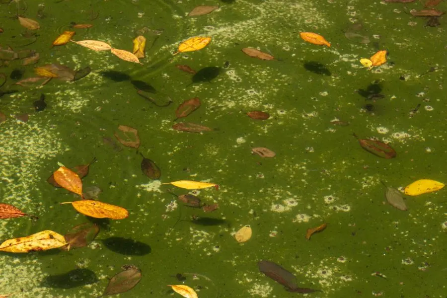 Algae and Leaves in a Pond