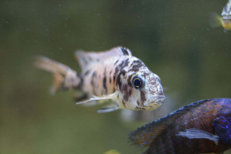 Aulonocara OB Cichlid Swimming With Other Cichlids in a Tank