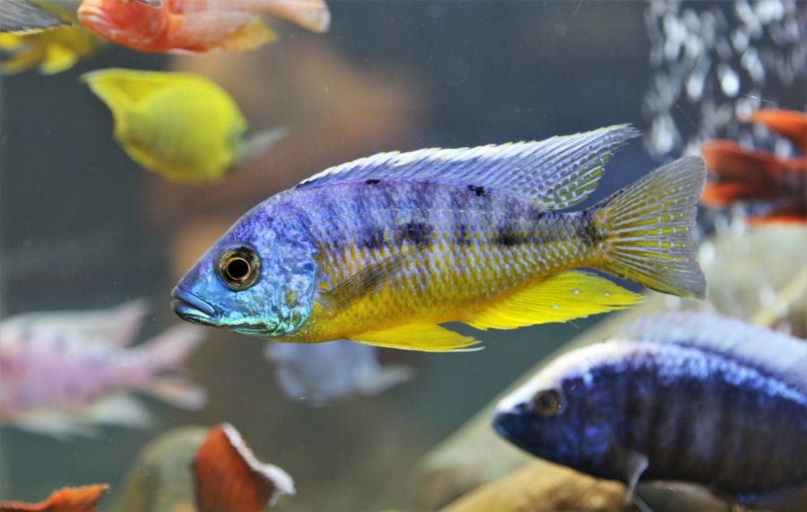 Blue and Yellow Insignus Cichlid Swimming Among Other Fish in Large Aquarium