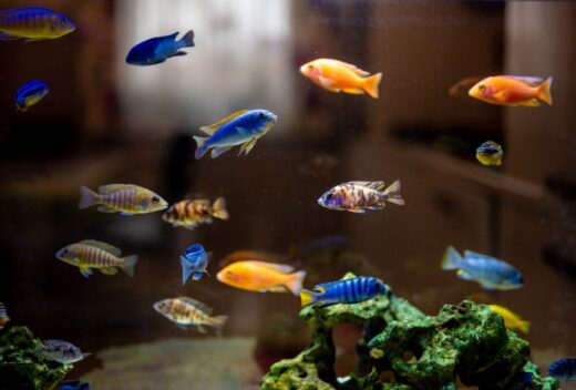 The Best Cichlid Tank Size (For Popular Types of Cichlids) - Avid Aquarist