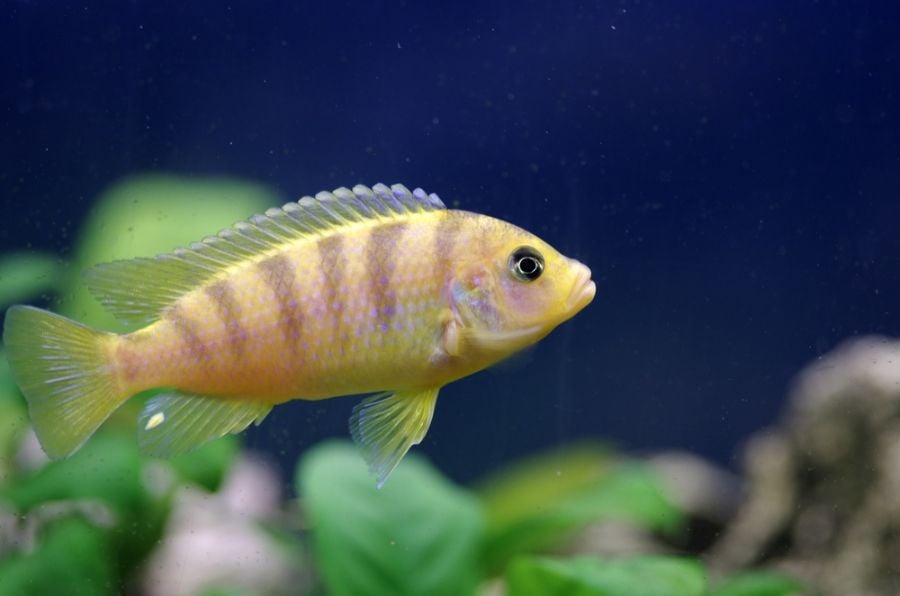 Closeup of a Kennyi Cichlid Swimming in Tank