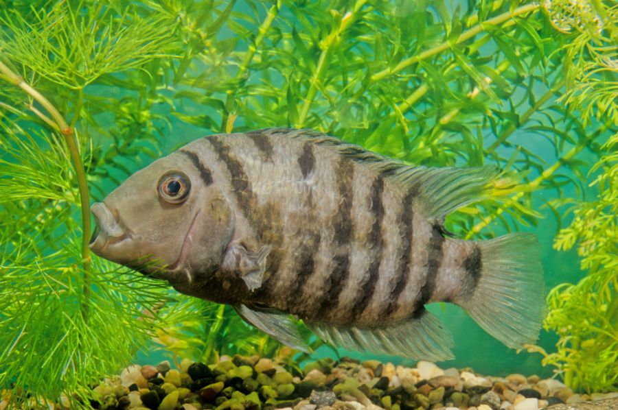 Convict Cichlid Swimming in Planted Tank