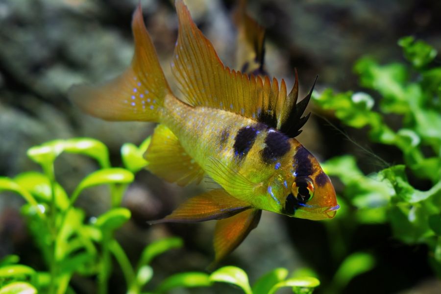 Curious, Young Ramirezs Dwarf Cichlid in Front of Plants in Tank