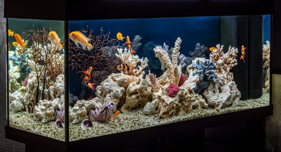 Large Aquarium With Cichlids and Various Other Fish
