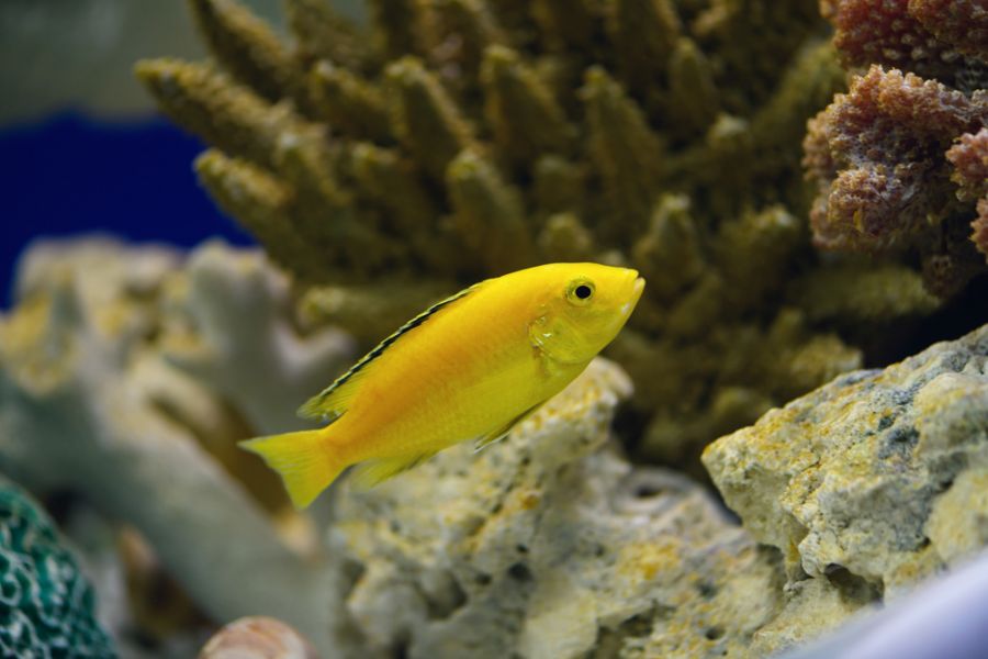 Lemon Yellow Lab Cichlid Resting Near a Rock in a Tank