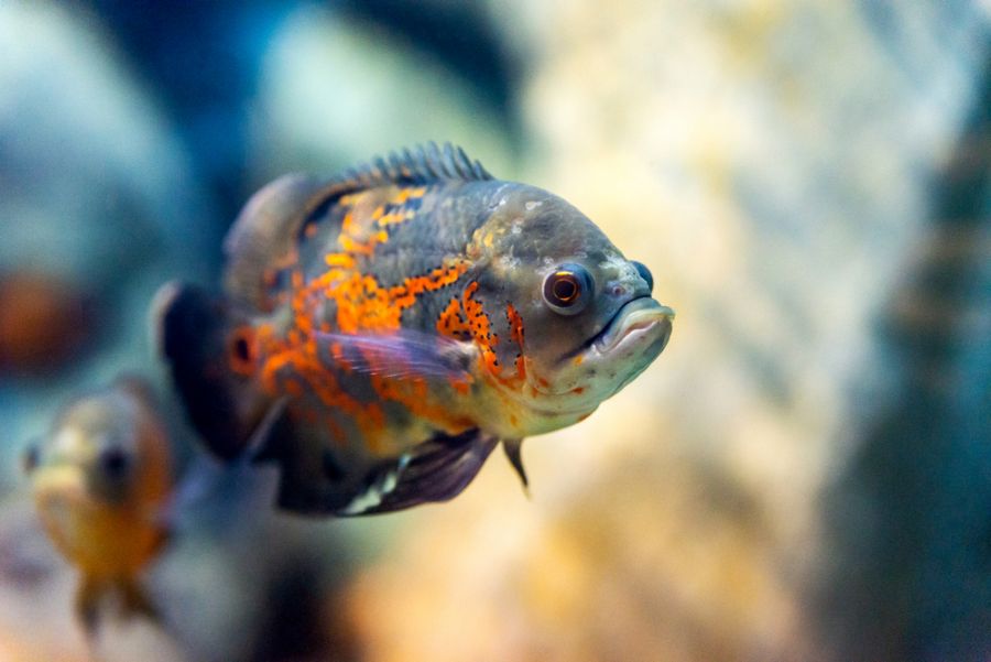 Oscar Fish Resting in Freshwater Tank
